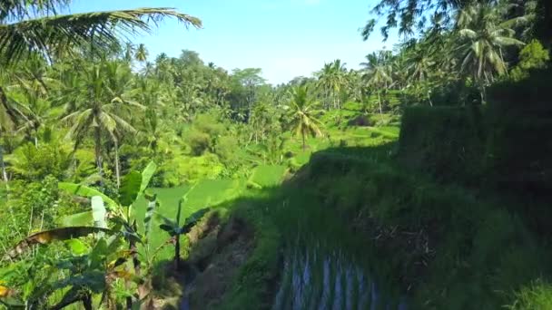 Aerial Close Flying Undulating Verdant Rice Terraces Coconut Palm Trees — стоковое видео