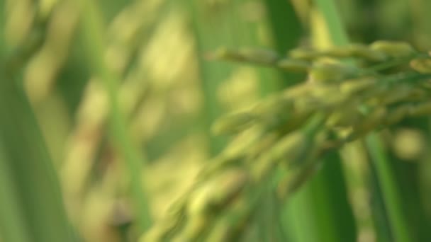 日当たりの良いバリの豪華な水田の稲の乾燥玄米種子のスローモーション マクロ クローズ アップ 被写し界深度 美しい完熟米の米のプランテーションを作物します アジアの食糧栽培 — ストック動画
