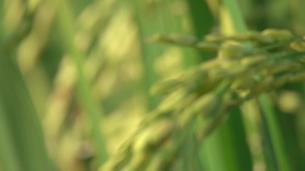 SLOW MOTION, MACRO CLOSE UP, DOF : Détail des graines de riz décortiquées sèches sur la plante de riz sur une magnifique rizière ensoleillée de Bali. Belles cultures de riz mûr sur la plantation de riz. Culture alimentaire en Asie .
