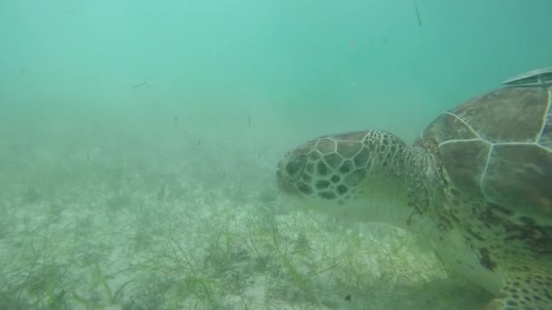 Onderwater Slow Motion Close Groene Zeeschildpad Zwemmen Duidelijk Oceaan Lagune — Stockvideo