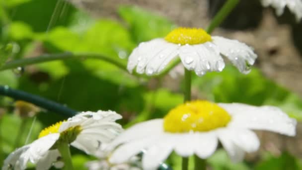 被写し界深度をクローズ アップ スローモーション 新鮮な雨水滴が晴れた日に白いデイジーの花のように雨が降っています 咲く春に落ち雨滴 白いデイジーの花草原フィールドにドロップ小さな水滴 — ストック動画