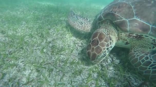Underwater Slow Motion Close Green Sea Turtle Swimming Clear Ocean — Stock Video