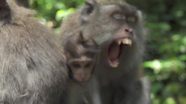 专注于关闭细节的牙齿 尖牙和舌头在一个愤怒的保护母亲猕猴张开嘴在神圣的猴子森林保护区 巴厘岛 猴子和雌性打哈欠 — 图库视频影像