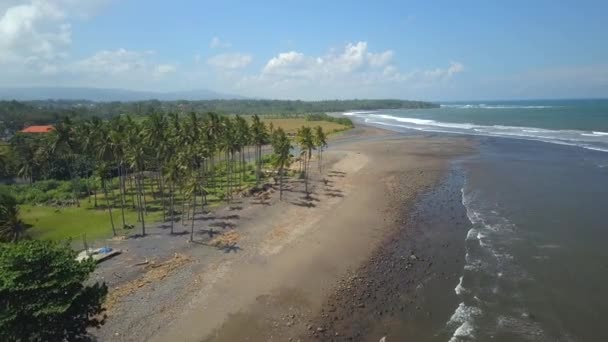 Antena Pływające Powyżej Lokalne Gospodarstwa Rolnego Kultywowanie Uprawy Drzew Palmowych — Wideo stockowe