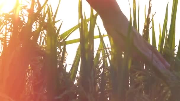 Slow Motion Close Lens Flare Rice Vrouwelijke Hand Aanraken Van — Stockvideo