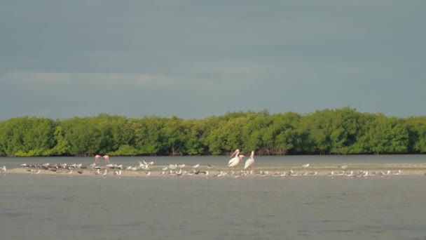 Närbild Stor Flock Exotiska Fåglar Vada Längs Mangrove Täckt Strandlinjen — Stockvideo