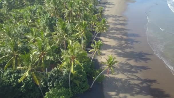 FERMETURE AÉRIENNE : Voler au-dessus de palmiers verts luxuriants poussant sur le rivage de l'île tropicale rêveuse. Petites vagues de l'océan mousseux lavant plage de sable exotique. Superbe paysage côtier de Bali sur la journée ensoleillée d'été 