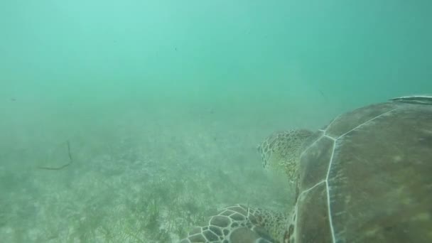 Onderwater Slow Motion Close Groene Zeeschildpad Zwemmen Duidelijk Oceaan Lagune — Stockvideo