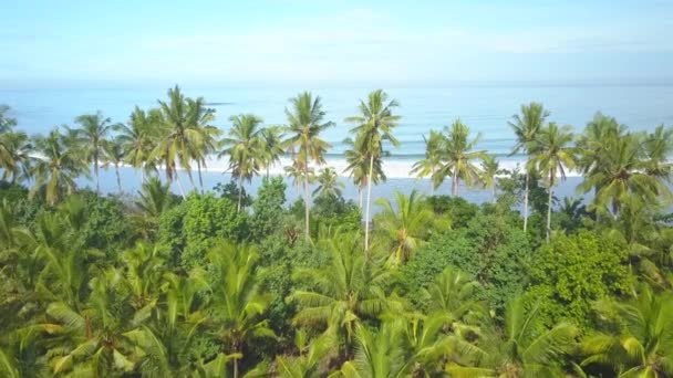 Aerial Close Flying Lush Palm Trees Overlooking Blue Rippling Ocean — Stock Video