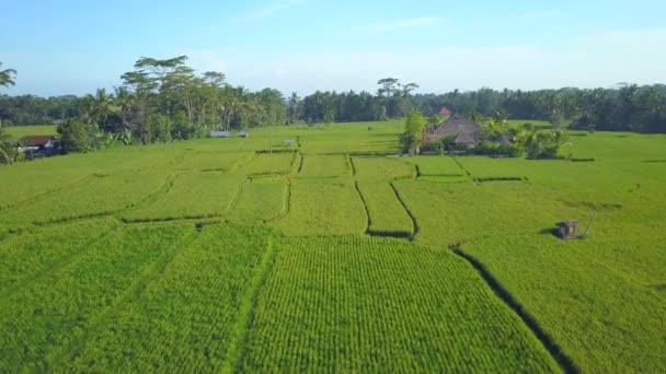 Aerial Flying Beautiful Traditional Farm House Middle Vast Rice Paddy — Stock Video