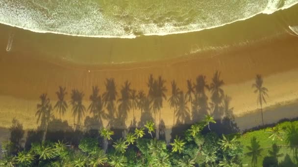 Aerial Uppifrån Och Ner Underbara Lummiga Gröna Palm Tree Skärmtak — Stockvideo