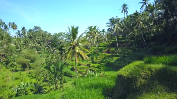 空中特写 Tegalalang 巴厘岛 印度尼西亚 在起伏繁茂的梯田和椰子棕榈树之间飞行 令人惊叹的米梯田滚动到距离 水稻种植农田 — 图库视频影像