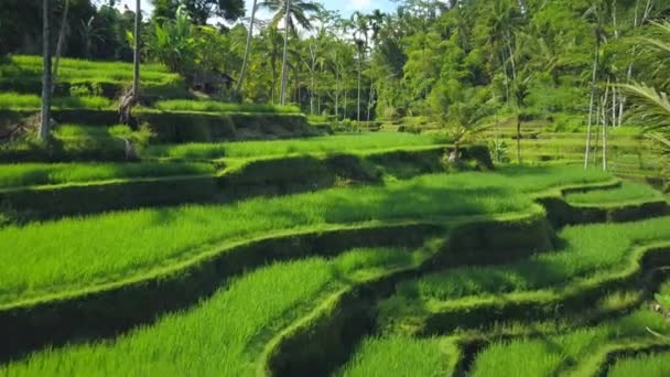 Aerial Unrecognizable Farmers Distance Picking Harvest Gorgeous Undulating Terraced Rice — Stock Video