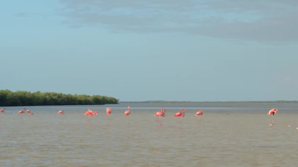 浅い水交差広い泥川河口に海に歩いてピンクフラミンゴのクローズ アップ グループ 日当たりの良いリオ Lagartos ラグーン メキシコにおける緑豊かなマングローブ沼で水遊びフラミンゴ野鳥 — ストック動画