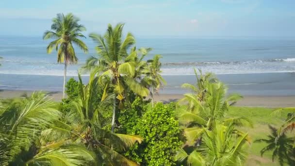 Luchtfoto Close Vliegen Boven Weelderige Palm Tree Luifel Met Uitzicht — Stockvideo