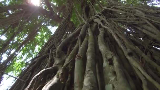 Close Düşük Açılı Lens Flare Ubud Bali Güneşli Maymun Orman — Stok video