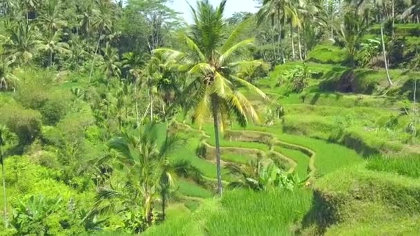 空中特写放大效果 Tegalalang 巴厘岛 印度尼西亚 在起伏的青翠的梯田和椰子树上空飞行 乌布水稻种植稻田令人惊叹的梯田 — 图库视频影像