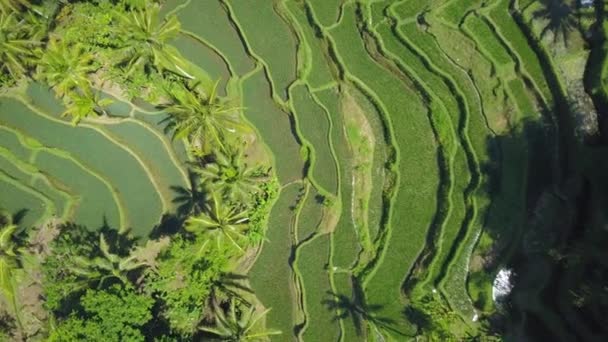 Aerial Top Flying Beautiful Iririrated Rice Paddy Lush Green Palm — стоковое видео