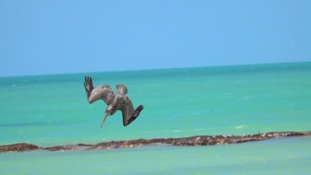 慢动作 在墨西哥尤卡坦半岛美丽的翡翠海中 饥饿的野生海鱼 野鸟从天而降 头首先掉进水里捕捉猎物 — 图库视频影像