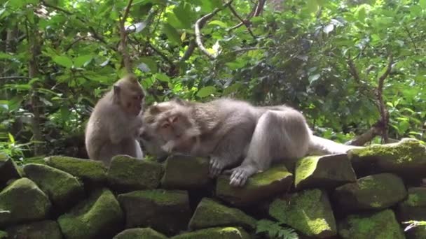 两个巴厘岛猕猴的肖像躺在郁郁葱葱的绿色丛林石墙上 年轻的马卡明在巴厘岛圣猴森林乌布梳理成年猿 野生长尾猴子在清洗它们的皮毛 — 图库视频影像