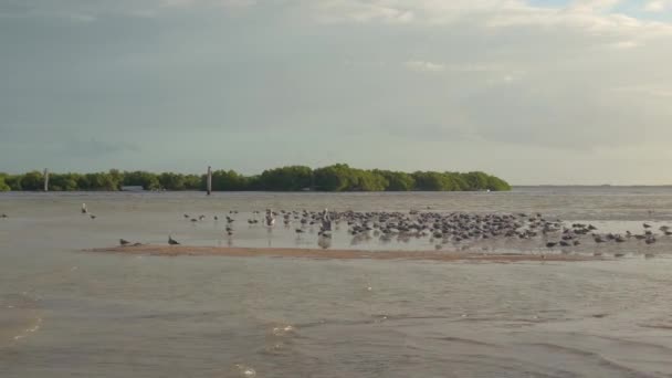 カモメとペリカンのバック グラウンドでの熱帯林と海に囲まれた砂の浅瀬の上に座っての群れ ビーチで低温 夏の朝嵐の前に の鳥のグループ — ストック動画