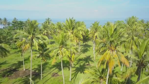 Cerrar Aerial Volando Por Encima Frondosos Dosel Palmeras Con Vistas — Vídeo de stock