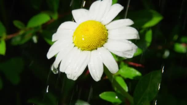 被写し界深度をクローズ アップ スローモーション 新鮮な雨水滴が晴れた日に白いデイジーの花のように雨が降っています 咲く春に落ち雨滴 白いデイジーの花草原フィールドにドロップ小さな水滴 — ストック動画