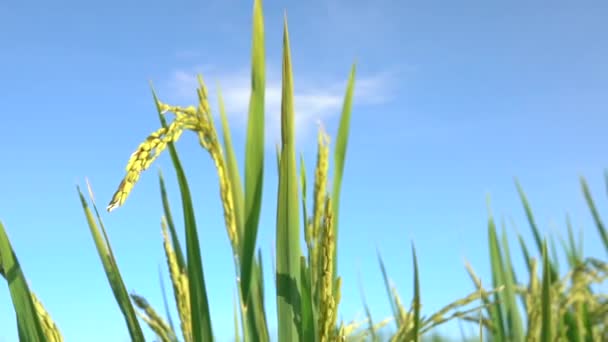 クローズ アップ スローモーション に対して美しい熟した稲作澄んだ青い空です 日当たりの良いバリ島で有機農業に豪華な水田に生育する水稲の上に稲穂の詳細 — ストック動画