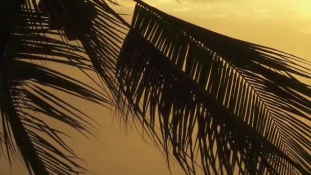 Slow Motion Close Silhouetted Coconut Palm Tree Leaflets Swinging Wind — Stock Video