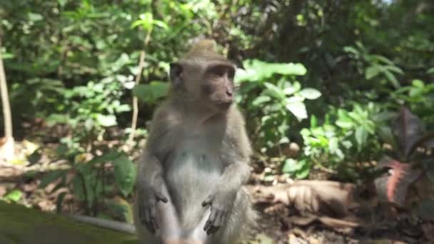 Nahaufnahme Porträt Eines Männlichen Balinesischen Affen Der Auf Einer Steinmauer — Stockvideo