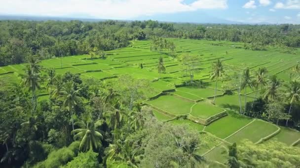 Antenne Flug Über Üppige Baumkronen Und Prachtvolle Reisfelder Bewachsenen Palmendschungel — Stockvideo