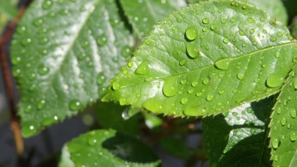 Low Motion Close Dof Piccole Goccioline Acqua Foglie Fiori Rosa — Video Stock