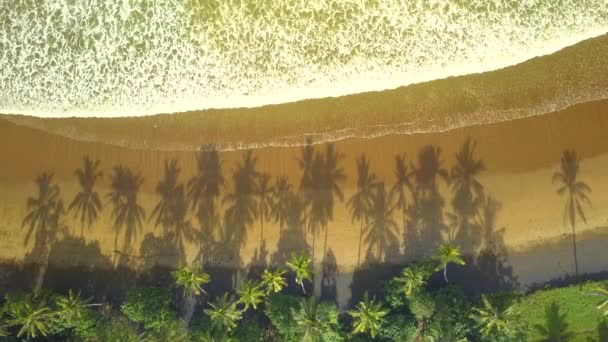 Topo Aerial Linda Copa Palmeira Verde Exuberante Crescendo Floresta Densa — Vídeo de Stock