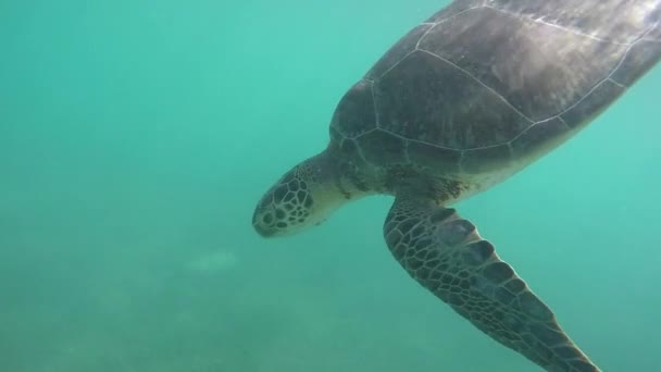 Зеленая Морская Черепаха Плавает Прозрачной Океанской Лагуне Прекрасный Солнечный День — стоковое видео