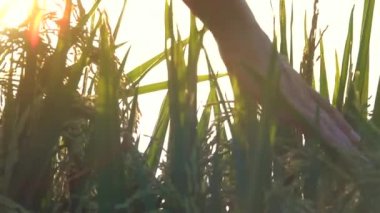 Ağır çekim yakın Up, Lens Flare: güzel dokunaklı el muhteşem altın ışık doğarken bitkiler pirinç. Pirinç bitkileri organik tarım Asya üzerinde büyüyen sevecen bir kadın. Gün batımında sallanan pirinç yaprakları