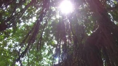 Close Up, düşük açılı Lens Flare: Ubud, Bali güneşli maymun orman ormanda büyük eski ağaca asılı Woody liana bitkiler. Tropikal yağmur ormanlarında Antik Hint inciri ağacı üzerinde güzel karışık üzüm