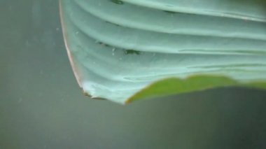 Ağır çekim, makro yakın Up: yemyeşil yeşil kenarından damlayan yağmur damlaları yaprak sırasında ağır yaz muson yağmur ormanlarında palmiye. Üzerine sıçramasına Waterdrops bırakır. Bahçe bitki üzerinde dökülen yağmur