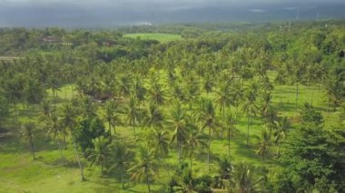 Güzel Bali adası manzarasının üzerinde uçmak, yemyeşil hindistan cevizi palmiyeleri, muhteşem teraslı çeltik tarlaları ve lüks turizm beldesindeki bungalov evleri. Yoğun yağmur ormanlarındaki küçük bir köy.