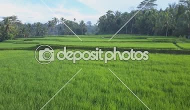 Hava, yakın: tanınmayan köylü puslu palmiye ağacı ormanda güzel güneşli sabahı pirinç çeltik alan üzerinde çalışma yukarıda uçan. Düz pirinç paddies Ubud, Bali, Endonezya yetiştirilmesi çiftçi