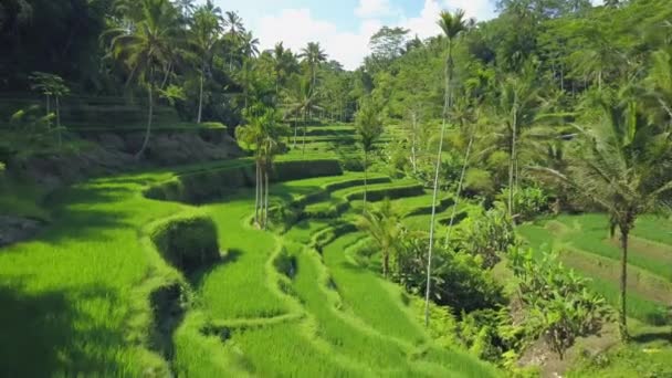 起伏のある緑豊かなライステラス テガララン インドネシア バリ島の丘の上のヤシの木の上を閉じて飛行を空中を閉じます 伝統的な稲作プランテーション フィールドの素晴らしい棚田 — ストック動画