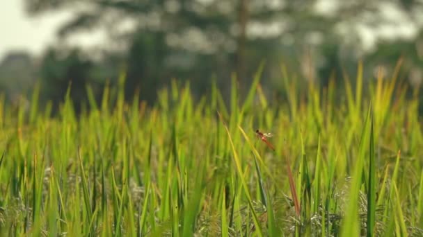 Dof 蜻蜓从荒野中郁郁葱葱的绿叶起飞 在梦幻般的巴厘岛 在美丽的稻田上 昆虫在成熟的庄稼上飞行 热带国家的野生动物 — 图库视频影像