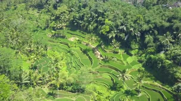 Aerial Flying Lush Palm Tree Canopies Gorgeous Rice Paddies Farmland — Stock Video