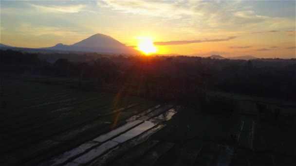 Aérien Voler Dessus Forêt Tropicale Luxuriante Palmiers Magnifiques Rizières Terrasses — Video