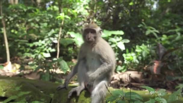 Close Portret Van Mannelijke Balinese Aap Zittend Stenen Muur Dichte — Stockvideo