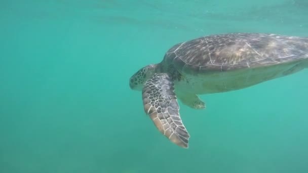 Onderwater Slowmotion Close Groene Zeeschildpad Zwemmen Kristalheldere Oceaan Lagune Een — Stockvideo