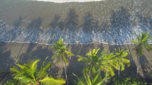 Yemyeşil Yeşil Palmiye Ağaçları Ile Kahverengi Volkanik Kumlu Plaj Boyunca — Stok video