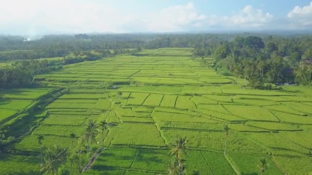 Aerial Flying Amazing Rice Paddy Fields Gorgeous Verdant Agricultural Plantation — Stock Video