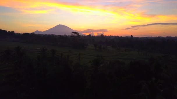 Aérien Voler Dessus Une Jungle Luxuriante Palmiers Magnifiques Rizières Terrasses — Video