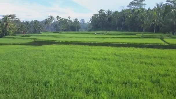 Aerial Cerrar Volando Por Encima Aldeano Irreconocible Trabajando Arrozal Arroz — Vídeo de stock