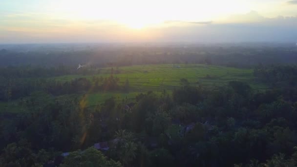 Aerial Flying Palm Tree Canopies Rooftops Local Houses Small Village — Stock Video